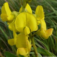 Crotalaria micans Link